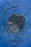 Loggerhead Turtle (Caretta Caretta) Trapped in a Drifting Abandoned Net, Mediterranean Sea-Jordi Chias-Photographic Print