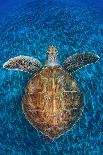 Green Turtle, (Chelonia Mydas), Swimming over Volcanic Sandy Bottom, Armenime Cove, Canary Islands-Jordi Chias-Framed Photographic Print