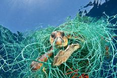 Loggerhead Turtle (Caretta Caretta) Trapped in a Drifting Abandoned Net, Mediterranean Sea-Jordi Chias-Framed Premier Image Canvas