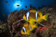 Red Sea anemonefish in Sea anemone, on a coral reef. Big Brother island, Red Sea-Jordi Chias-Photographic Print
