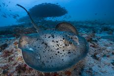 Tawny nurse shark (Nebrius ferrugineus) Vaavu Atoll, Maldives, Indian Ocean-Jordi Chias-Photographic Print