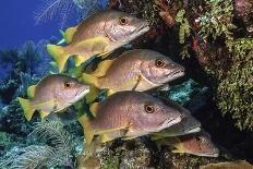 Schoolmaster snapper school in the reef, Little Cayman island, Cayman Islands, Caribbean-Jordi Chias-Photographic Print