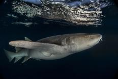 European barracuda and Bluefish circling baitball of Atlantic horse mackerel, Azores-Jordi Chias-Photographic Print