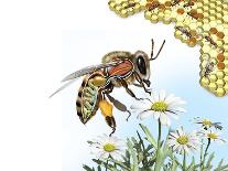 Bee Anatomy, Artwork-Jose Antonio-Photographic Print