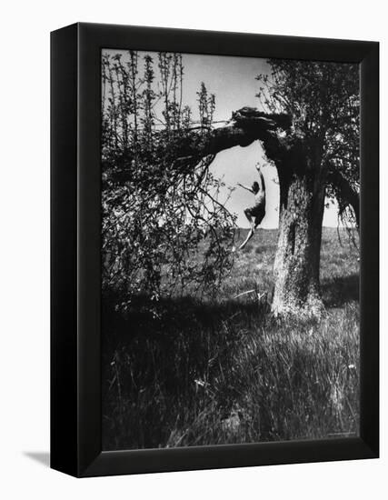 Jose Limon Dancing in Apple Orchard at His Home-Gjon Mili-Framed Premier Image Canvas