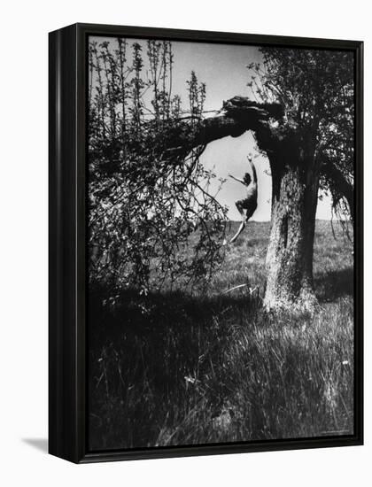 Jose Limon Dancing in Apple Orchard at His Home-Gjon Mili-Framed Premier Image Canvas