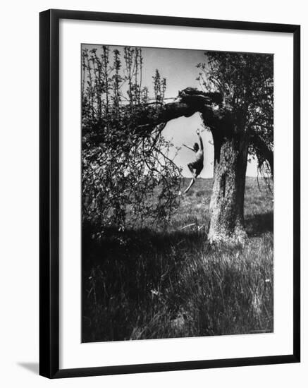 Jose Limon Dancing in Apple Orchard at His Home-Gjon Mili-Framed Premium Photographic Print