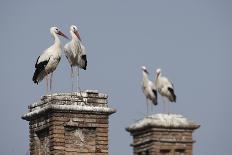 White Stork (Ciconia Ciconia) Breeding Pairs on Chimney Stacks, Spain-Jose Luis Gomez De Francisco-Photographic Print