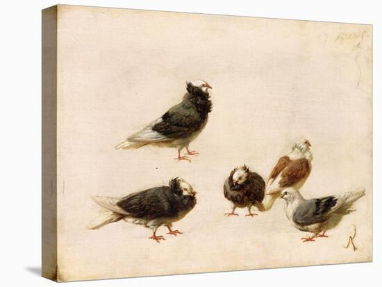 Stretched Canvas Print, , large