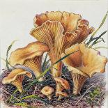 Study of Fungus-Josef Fleischmann-Giclee Print