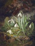 Forest Floor with Snowdrops-Josef Lauer-Framed Giclee Print