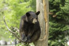 Black Bear in a Tree-Josef Pittner-Photographic Print