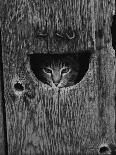 Cat Peeking Out from Barn-Josef Scaylea-Framed Premier Image Canvas