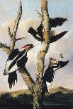 Ivory-billed Woodpeckers, c.1830-31-Joseph Bartholomew Kidd-Framed Premier Image Canvas