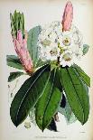 Rhododendron: Argenteum, Lithograph by Walter Hood Fitch (1817–92), 1849-51 (Colour Litho)-Joseph Dalton (after) Hooker-Mounted Giclee Print