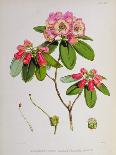 Rhododendron: Argenteum, Lithograph by Walter Hood Fitch (1817–92), 1849-51 (Colour Litho)-Joseph Dalton (after) Hooker-Premier Image Canvas