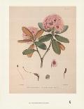 Rhododendron: Dalhousie from 'Rhododendrons of the Sikkim Himalaya'-Joseph Dalton Hooker-Framed Giclee Print