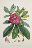 Rhododendron Barbatum, from 'The Rhododendrons of Sikkim-Himalaya'-Joseph Dalton Hooker-Mounted Giclee Print