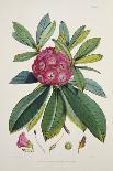 Rhododendron Barbatum, from 'The Rhododendrons of Sikkim-Himalaya'-Joseph Dalton Hooker-Giclee Print