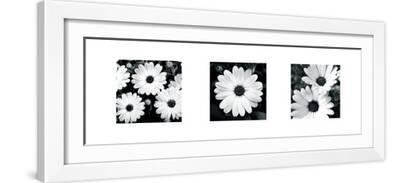 Daisies Black and White Photography Wall Art: Prints, Paintings