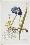 Iris Germanica, from Icones Plantarum Medicinalium, 1788-1812-Joseph Jacob Plenck-Framed Giclee Print