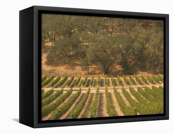 Joseph Phelps Winery and Vineyard, Deer Park, Napa Valley, California-Walter Bibikow-Framed Premier Image Canvas