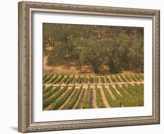 Joseph Phelps Winery and Vineyard, Deer Park, Napa Valley, California-Walter Bibikow-Framed Photographic Print