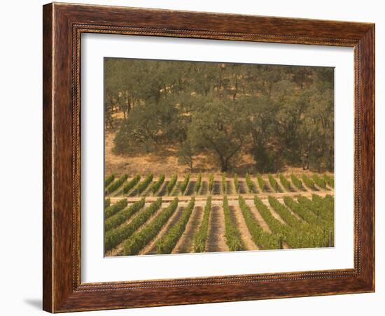 Joseph Phelps Winery and Vineyard, Deer Park, Napa Valley, California-Walter Bibikow-Framed Photographic Print