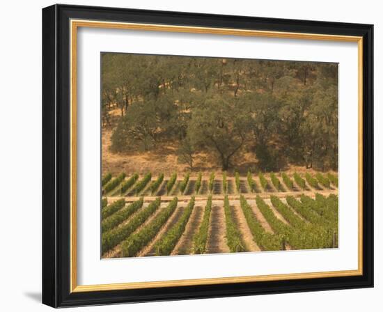 Joseph Phelps Winery and Vineyard, Deer Park, Napa Valley, California-Walter Bibikow-Framed Photographic Print