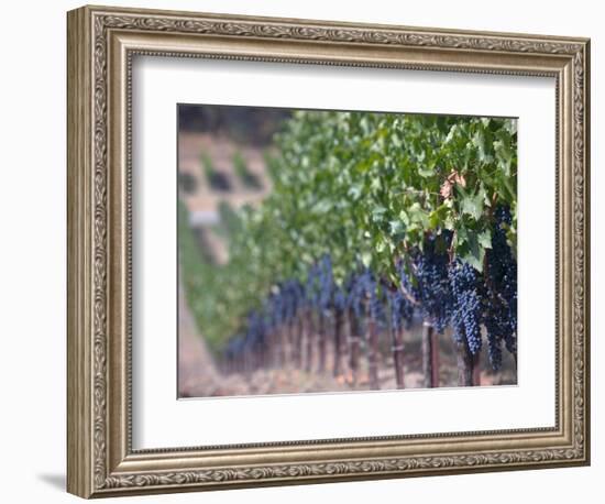 Joseph Phelps Winery and Vineyard, Deer Park, Napa Valley, California-Walter Bibikow-Framed Photographic Print