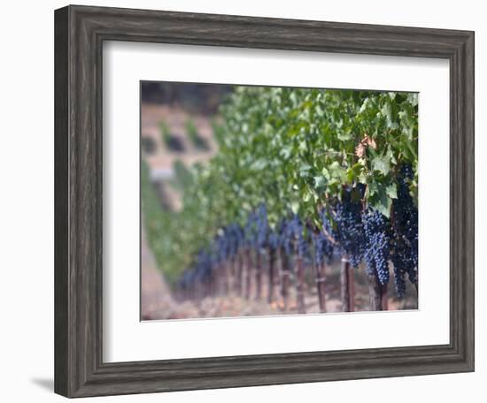 Joseph Phelps Winery and Vineyard, Deer Park, Napa Valley, California-Walter Bibikow-Framed Photographic Print