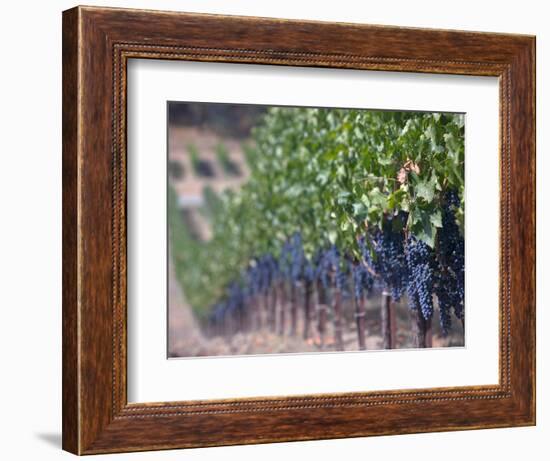 Joseph Phelps Winery and Vineyard, Deer Park, Napa Valley, California-Walter Bibikow-Framed Photographic Print