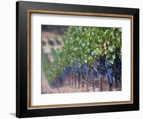 Joseph Phelps Winery and Vineyard, Deer Park, Napa Valley, California-Walter Bibikow-Framed Photographic Print