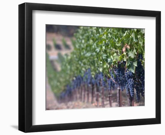 Joseph Phelps Winery and Vineyard, Deer Park, Napa Valley, California-Walter Bibikow-Framed Photographic Print