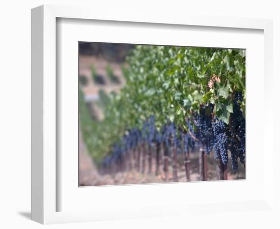 Joseph Phelps Winery and Vineyard, Deer Park, Napa Valley, California-Walter Bibikow-Framed Photographic Print