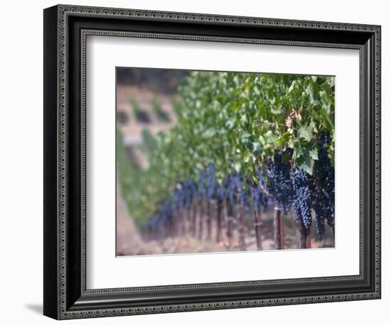 Joseph Phelps Winery and Vineyard, Deer Park, Napa Valley, California-Walter Bibikow-Framed Photographic Print