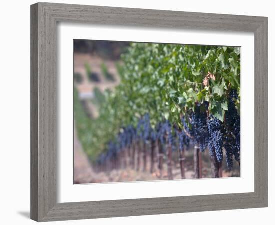 Joseph Phelps Winery and Vineyard, Deer Park, Napa Valley, California-Walter Bibikow-Framed Photographic Print