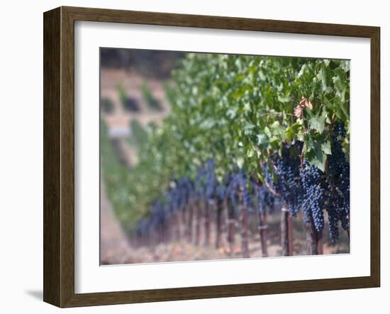 Joseph Phelps Winery and Vineyard, Deer Park, Napa Valley, California-Walter Bibikow-Framed Photographic Print