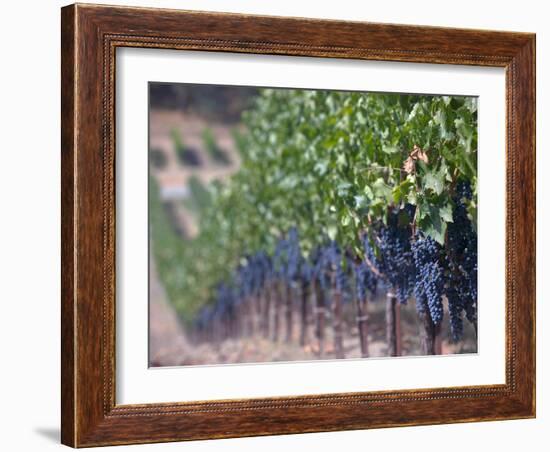 Joseph Phelps Winery and Vineyard, Deer Park, Napa Valley, California-Walter Bibikow-Framed Photographic Print