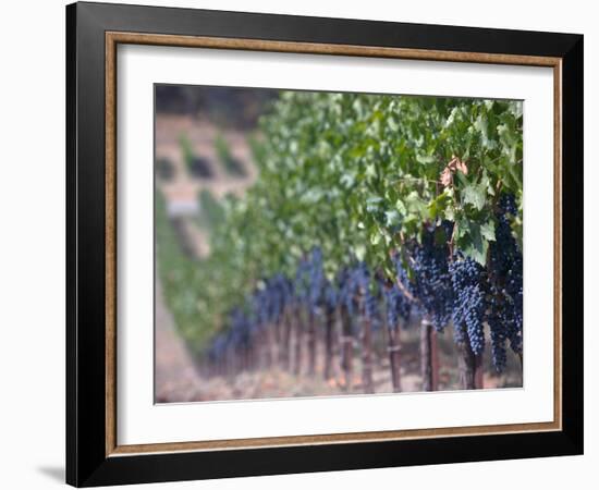 Joseph Phelps Winery and Vineyard, Deer Park, Napa Valley, California-Walter Bibikow-Framed Photographic Print