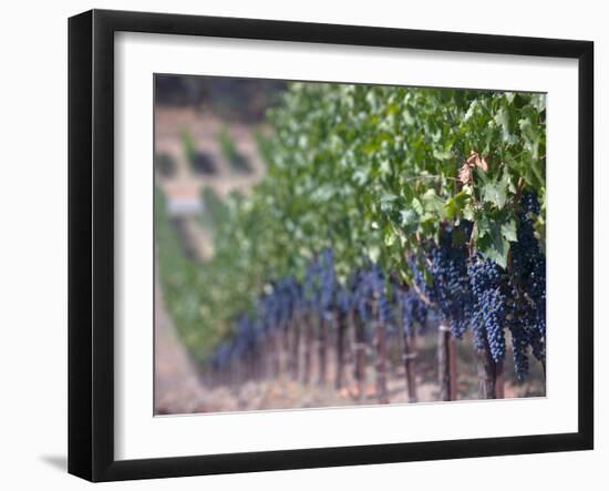 Joseph Phelps Winery and Vineyard, Deer Park, Napa Valley, California-Walter Bibikow-Framed Photographic Print