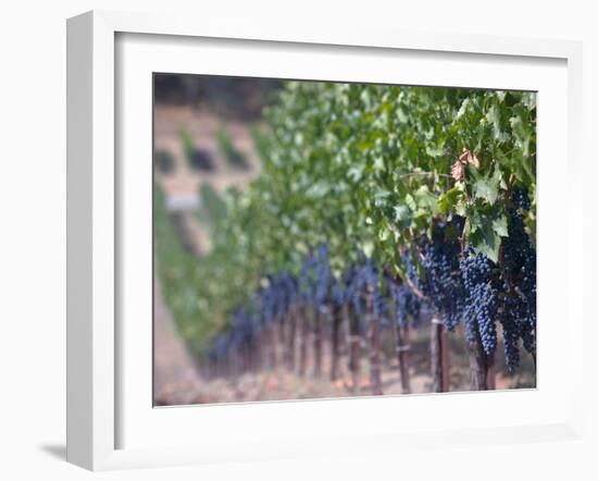 Joseph Phelps Winery and Vineyard, Deer Park, Napa Valley, California-Walter Bibikow-Framed Photographic Print