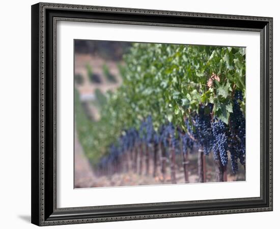 Joseph Phelps Winery and Vineyard, Deer Park, Napa Valley, California-Walter Bibikow-Framed Photographic Print