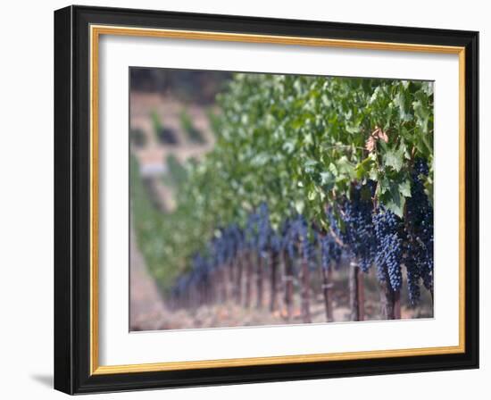 Joseph Phelps Winery and Vineyard, Deer Park, Napa Valley, California-Walter Bibikow-Framed Photographic Print