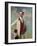 Joseph-Philippe-Francois De Riquet, Prince De Caraman-Chimay, 1914 (Oil on Canvas)-Jacques-emile Blanche-Framed Giclee Print