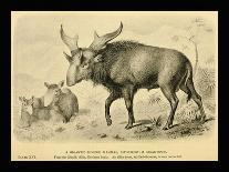 Sivatherium Giganteum-Joseph Smit-Framed Art Print