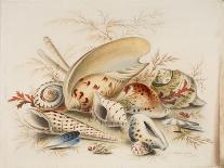 Study of Sea Shells, 1876-Joseph Smith-Framed Giclee Print