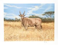 Antelope-Joseph Vance-Framed Collectable Print