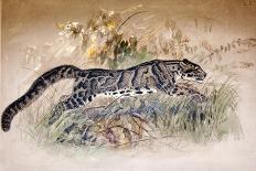 Ocelot, 1851-52-Joseph Wolf-Giclee Print