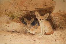 Fennec Fox - Canis Cerdo-Joseph Wolf-Giclee Print